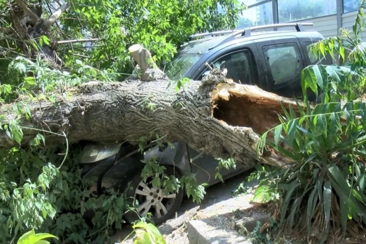 İstanbul'da ağa&ccedil; otomobillerin &uuml;zerine devrildi