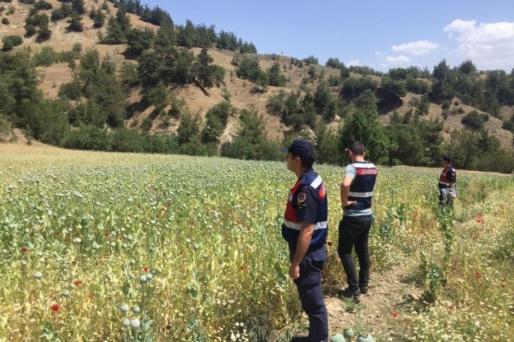 Yasa dışı ekilen 280 bin k&ouml;k haşhaş bitkisi ele ge&ccedil;irildi