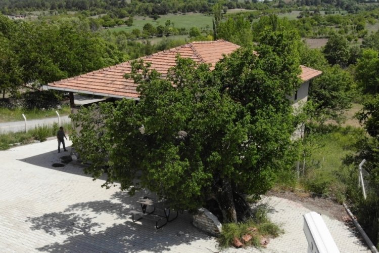 Bursa'da bin yaşındaki dut ağacı şifa dağıtıyor