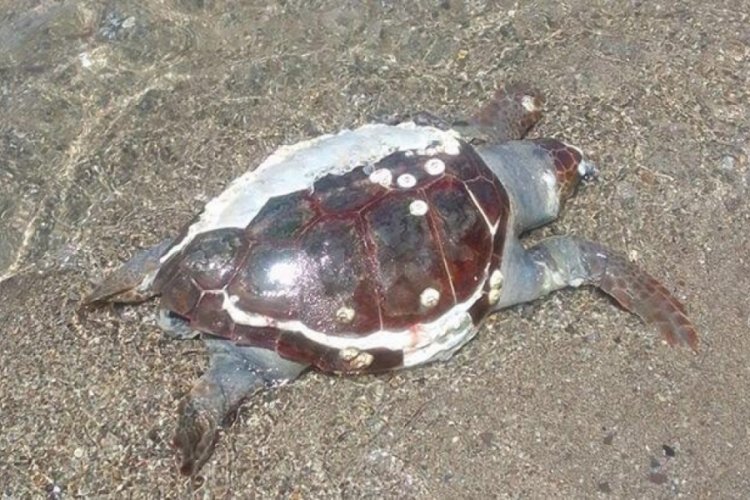 İzmir'de caretta caretta &ouml;l&uuml;s&uuml; sahile vurdu