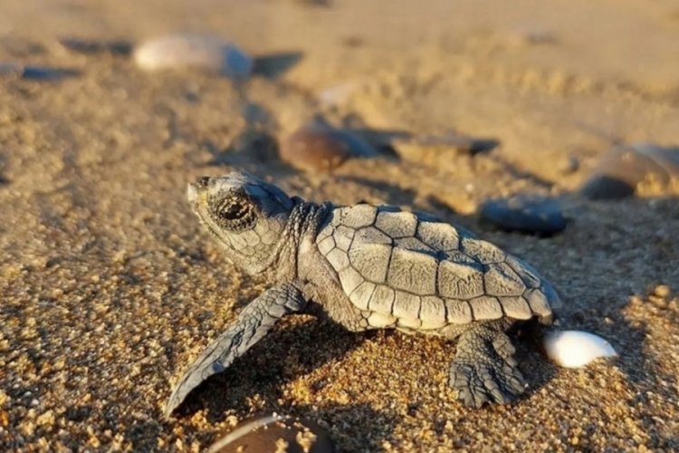 Caretta carettaların erkek soyu tehlikede