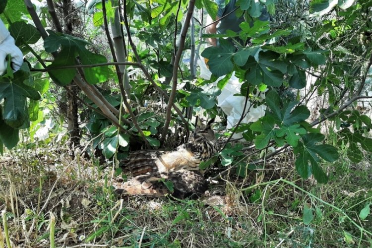 Bursa'da yaralı puhu kuşunu kurtardılar