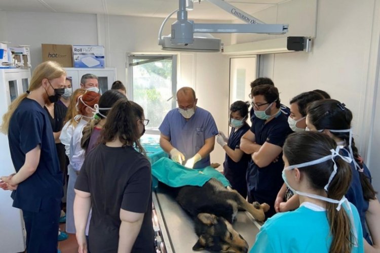 Geleceğin veteriner hekimleri Bursa Osmangazi'de