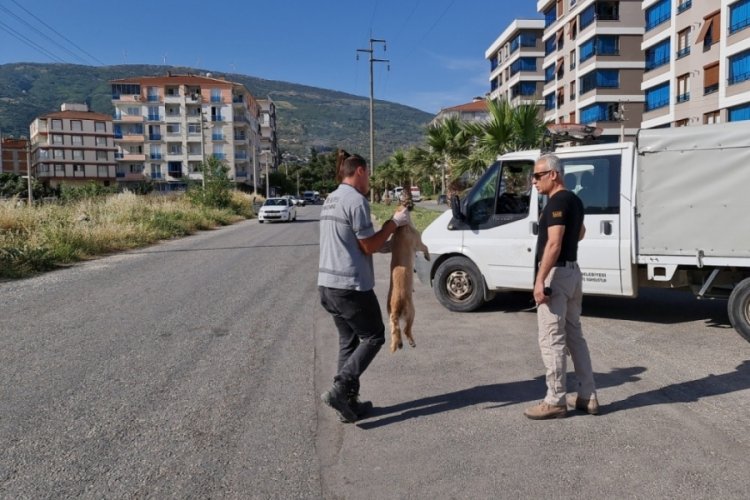 Zehirlenen kedi ve k&ouml;pekler telef oldu