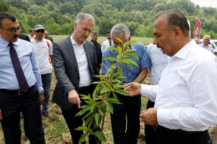 Bursa'da kestane yeniden eski g&uuml;nlerine d&ouml;necek