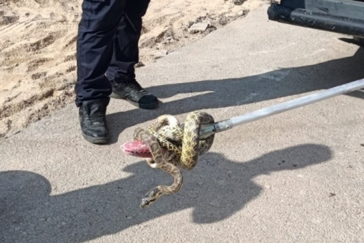 1.5 metrelik yılanı itfaiye yakaladı