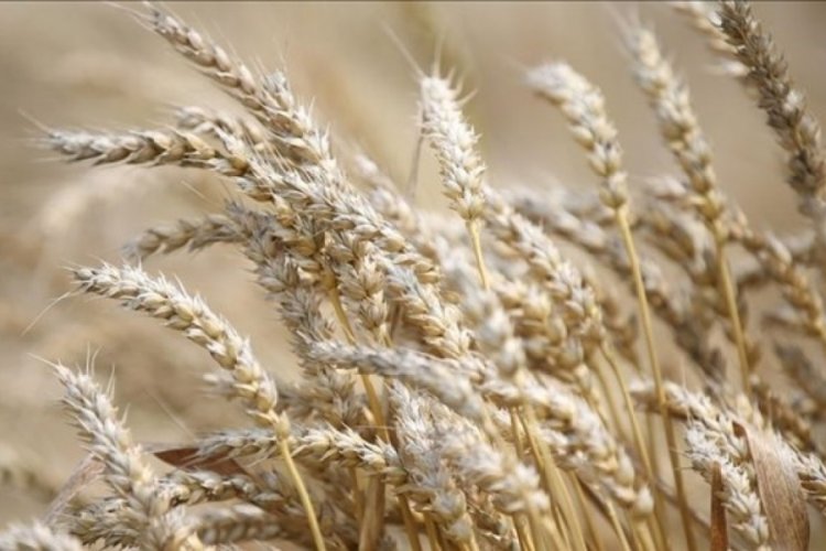 Buğday ve arpa alım fiyatı a&ccedil;ıklandı