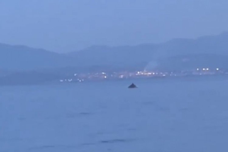 Bursa'da yunus balıklarının şovu hayran bıraktı