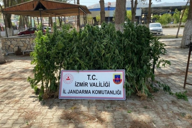 İzmir'de 8 farklı il&ccedil;ede kenevir ele ge&ccedil;irildi: 18 g&ouml;zaltı