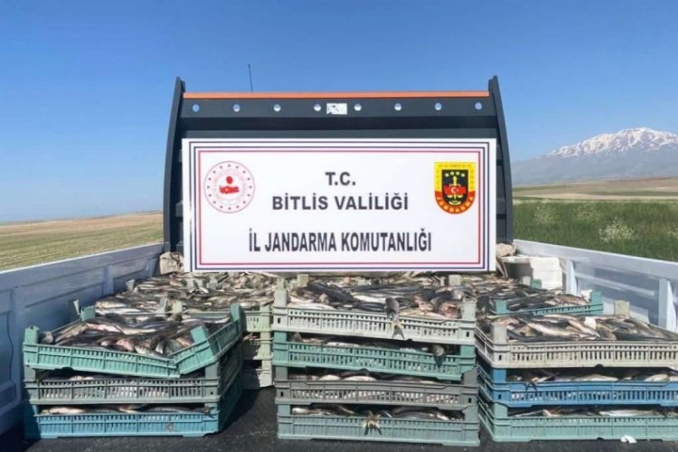 Bitlis'te ka&ccedil;ak avlanan inci kefali ele ge&ccedil;irildi