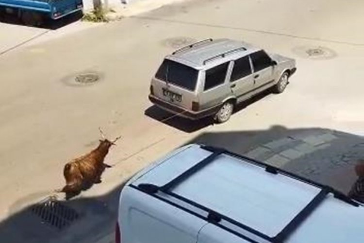 Bursa'da ke&ccedil;iyi, aracının arkasına bağlayan s&uuml;r&uuml;c&uuml;ye g&ouml;zaltı