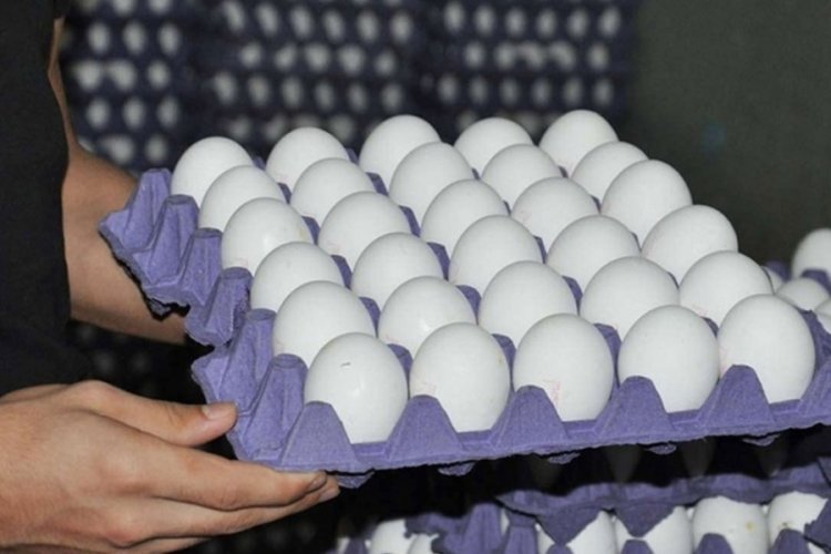 Yumurta &uuml;reticileri dertli: Piyasada yumurta tavuğu kalmayacak