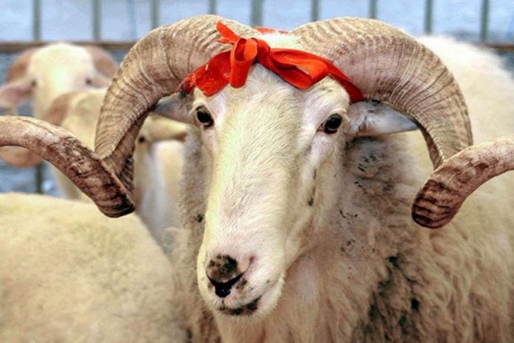 Kızılay vekaletle kurban kesim bedellerini a&ccedil;ıkladı