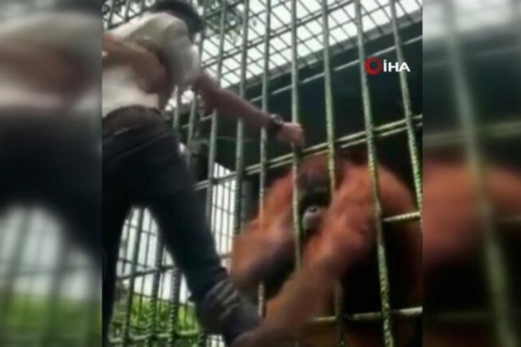 Sinirlendirdiği orangutandan bir t&uuml;rl&uuml; kurtulamadı