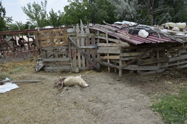 Sokak k&ouml;pekleri koyunlara saldırdı, vatandaş isyan etti