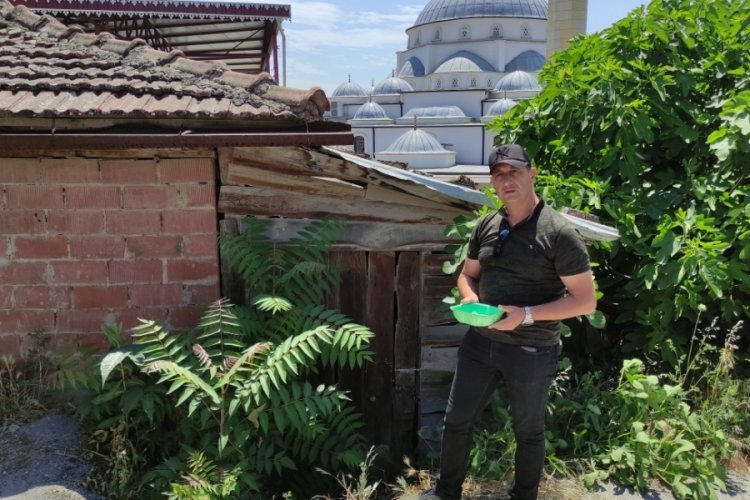 Bursa'da anneleri &ouml;ld&uuml;r&uuml;len yavru tilkilerin başında n&ouml;bet tutuyor