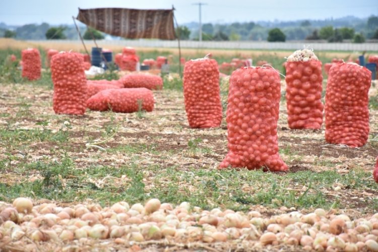 Karacabey soğanının rekoltesinde y&uuml;kseliş bekleniyor