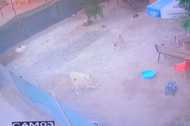 Sokak k&ouml;pekleri k&uuml;mes hayvanlarını &ouml;ld&uuml;rd&uuml;&nbsp;