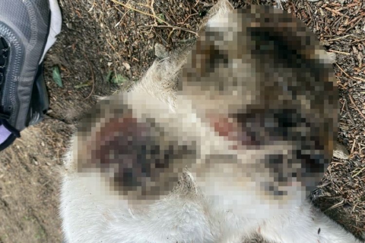 Bursa'da hava alması i&ccedil;in site bah&ccedil;esine bıraktı, y&uuml;z&uuml; par&ccedil;alanmış halde &ouml;l&uuml; bulundu