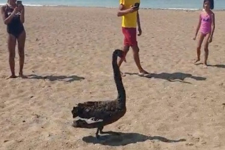 Koruma altına alınan Siyah Kuğu, ikinci kez T&uuml;rkiye'de g&ouml;r&uuml;ld&uuml;