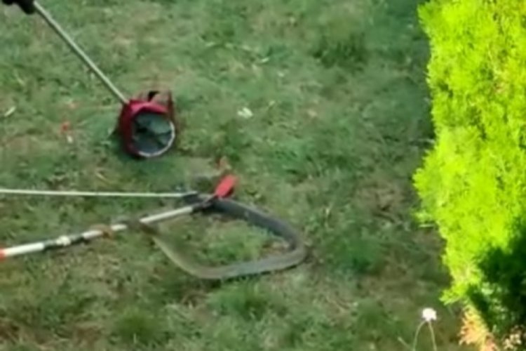 Bursa'da yılan şoku! Site bah&ccedil;esinde bulundu