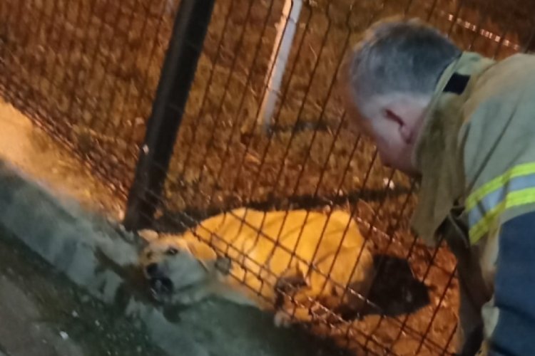 Bursa'da tellere takılan k&ouml;peğin imdadına itfaiye koştu