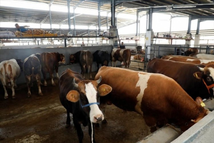 Bursa İneg&ouml;l'de kurbanlıklar satışa &ccedil;ıktı