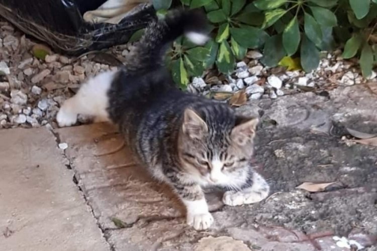 Bir bacağı ampute kediyi bulana 2 bin TL' &ouml;d&uuml;l