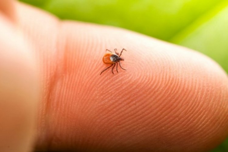 İnsanlığın y&uuml;zde 14'&uuml; Lyme hastalığı g&ouml;r&uuml;ld&uuml;