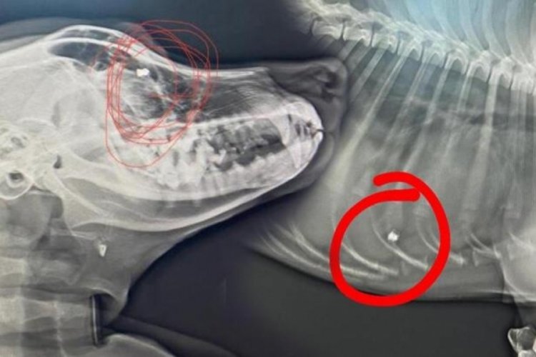Eline aldığı sopayla k&ouml;peklere kabus yaşattı