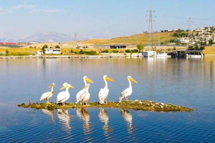 Pelikanların g&ouml;&ccedil; yolculuğu başladı