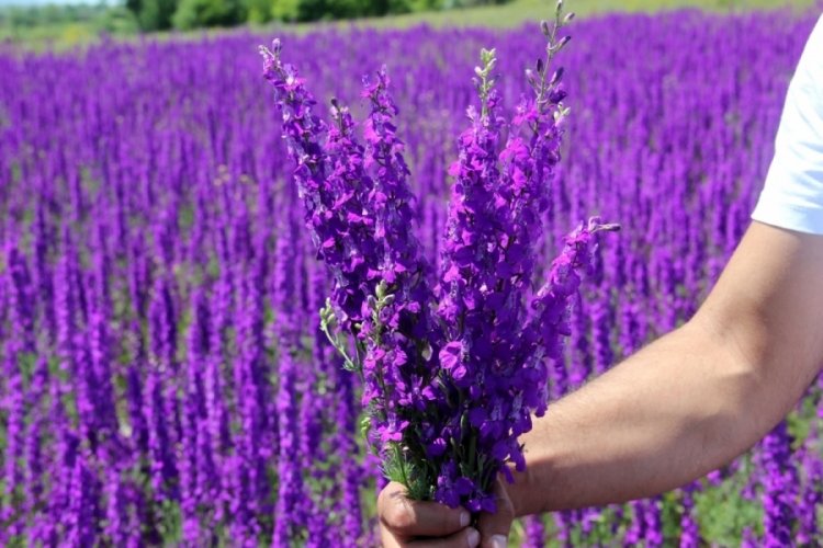 Mor &ccedil;i&ccedil;ek tarlasında g&ouml;rsel ş&ouml;len