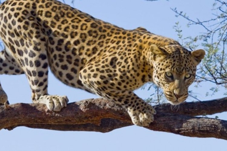 &Uuml;&ccedil; &ccedil;ocuğu &ouml;ld&uuml;ren leopar i&ccedil;in vur emri geldi
