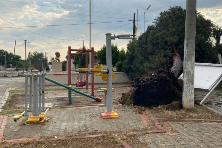 &Ccedil;ocuklar ağacın altında kalmaktan dakikalarla kurtuldu