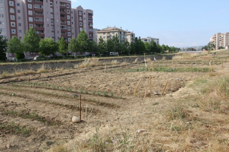 Bursa'da Ayvalı deresinde bostan tarlası krizi (&Ouml;ZEL HABER)