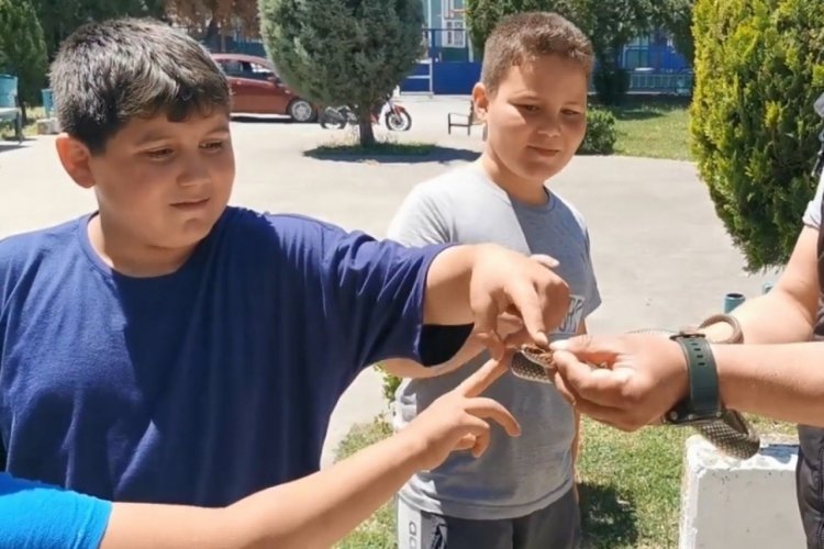 Bursa'da yılanı elleriyle yakalayan kişi &ccedil;ocuklara sevdirdi