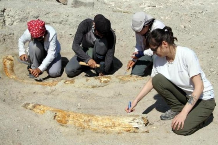 Kayseri'deki 7,5 milyon yıllık fosilleri yabancı paleoantropologlar tarafından incelendi