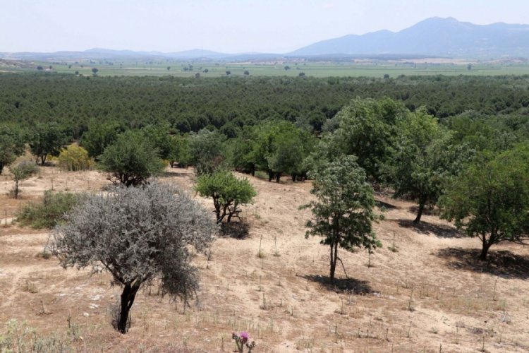 Indiana Jones'un &ccedil;&ouml;l&uuml;yd&uuml;, artık orman oldu