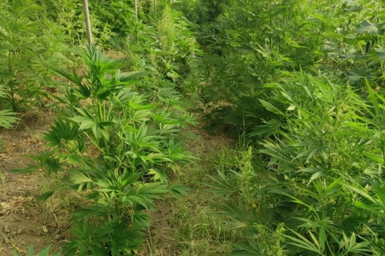 Serada kenevir yetiştiren şahıs tutuklandı