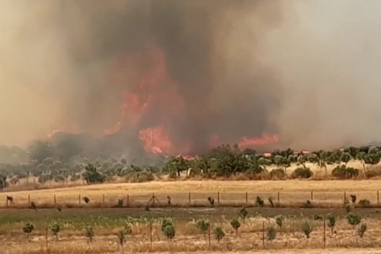 Fo&ccedil;a'daki orman yangını kontrol altına alındı