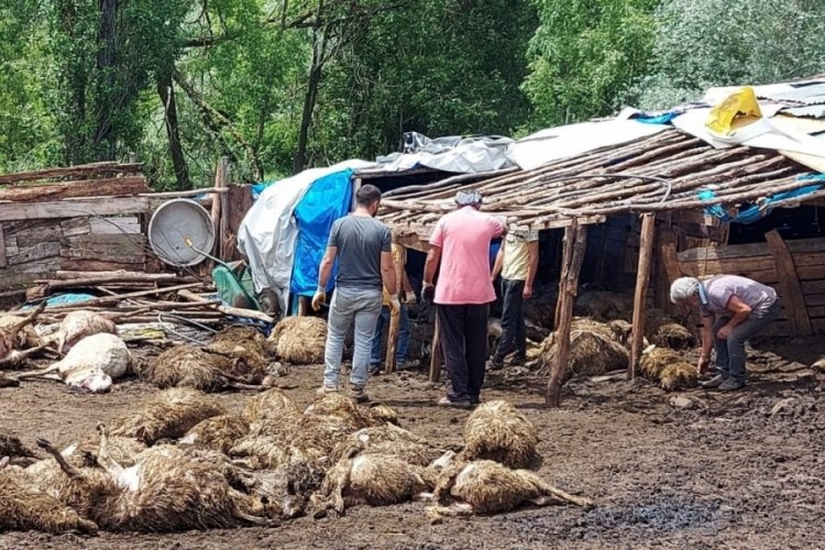 Ağıla giren kurt 100'e yakın koyunu telef etti