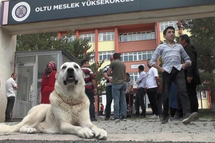 YKS'ye giren sahibini okulun kapısında bekledi