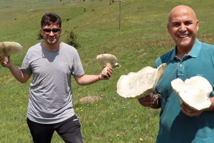 Erzurum'daki dev mantarlar g&ouml;renleri şaşırttı