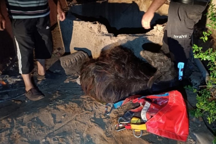 Kuyuya d&uuml;şen yavru ke&ccedil;iyi itfaiye kurtardı