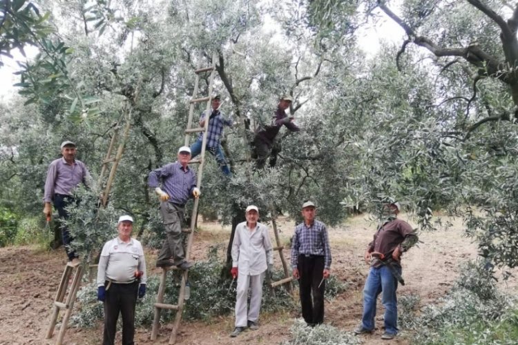 Bursa'da zeytin &uuml;reticisinden &ccedil;ağrı: Bu mazot fiyatları ile trakt&ouml;r&uuml;n tekeri zor d&ouml;n&uuml;yor