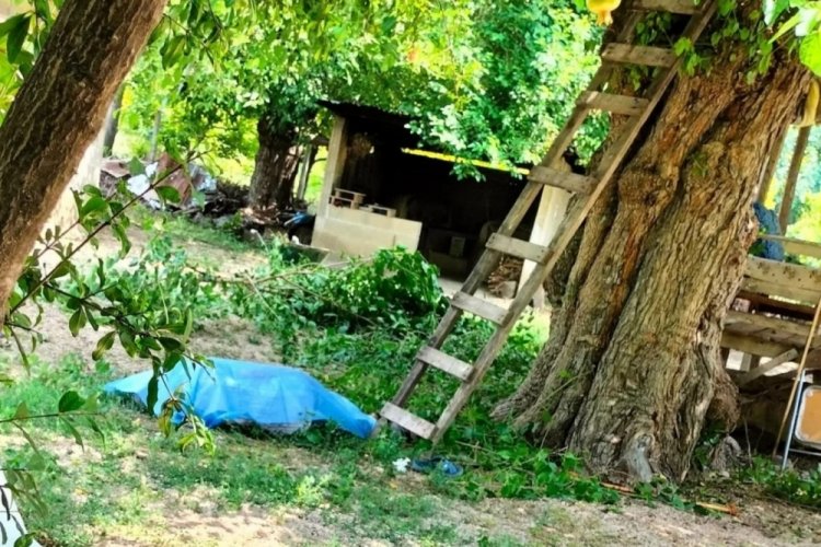 Adana'da dut toplamak i&ccedil;in &ccedil;ıktığı ağa&ccedil;tan d&uuml;ş&uuml;p &ouml;ld&uuml;
