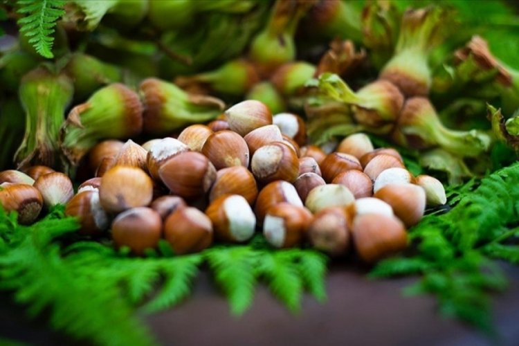 Giresun Tombul Fındığı'na AB tescili