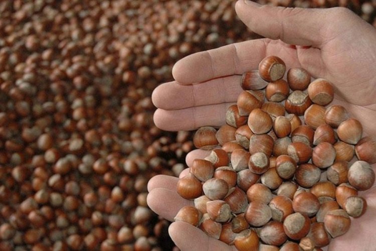 "Tombul fındık" Avrupa Birliği tarafından tescillendi