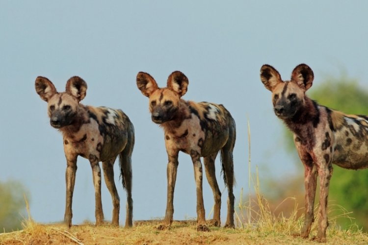 &Uuml;&ccedil; Afrika yaban k&ouml;peğinin 2 bin km'lik inanılmaz ser&uuml;veni!