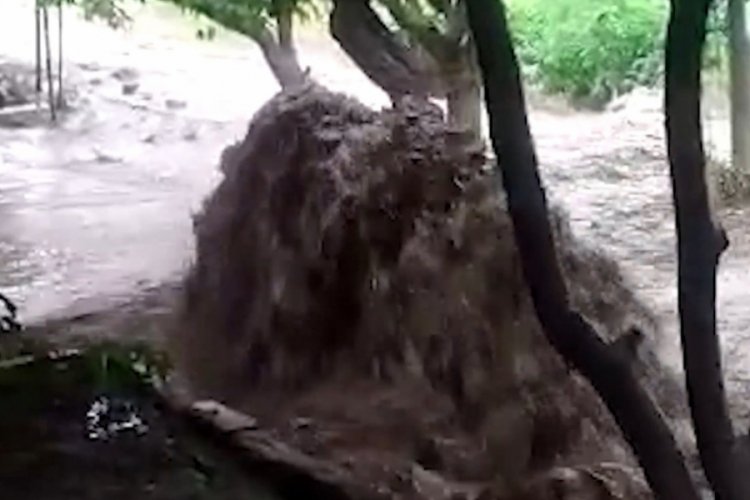 Sağanak, tarım arazilerine zarar verdi
